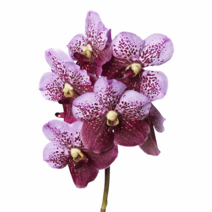Vanda Divana Pink Mahoga holl(