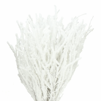 Betula Pendula Snow 60cm holl