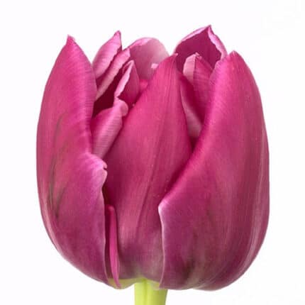 Tulip Dbl Princess holl - T PRINC