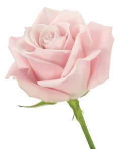 Rose Sweet Esco 40cm ecuanros
