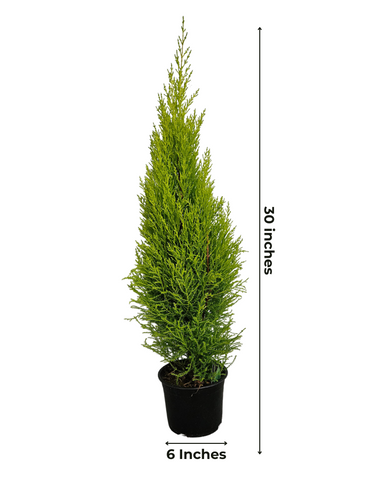 6" Goldcrest Tree