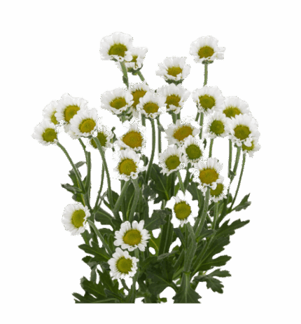 Pom Micro Daisy White sole