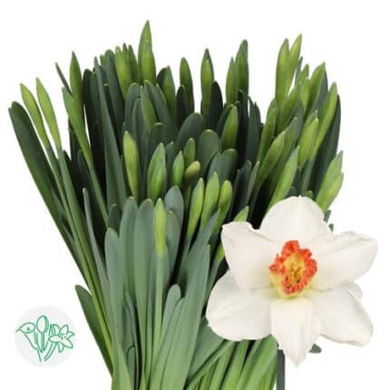 Daffodil PinkCharm holl