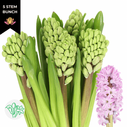 Hyacinthus Splendid Cornelia h
