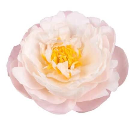 Peony Miss America holl(blush)