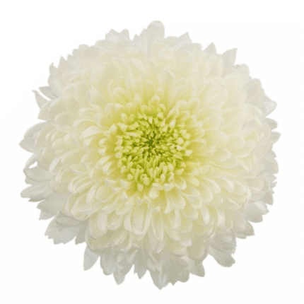Mum Disbud Magnum White interf