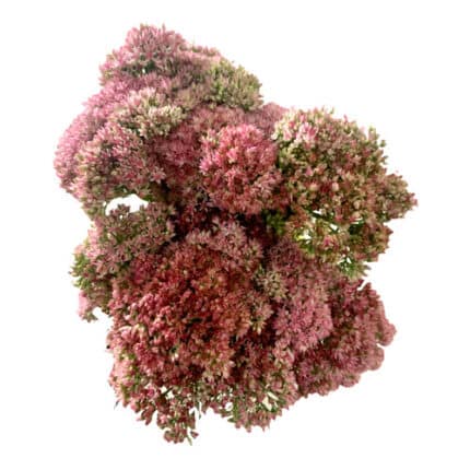 Sedum Pink cramer