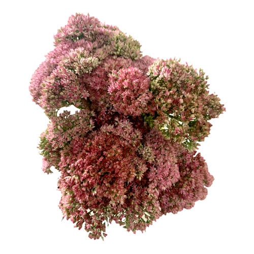 49b2305a-95ae-4e0f-8110-d8afc6cf4514.jpg Sedum Pink cramer - Image 1
