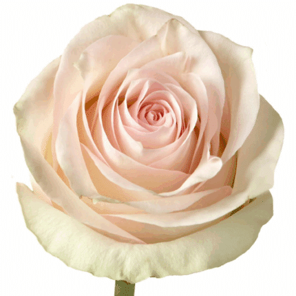 Rose Pomarosa 70cm tessa