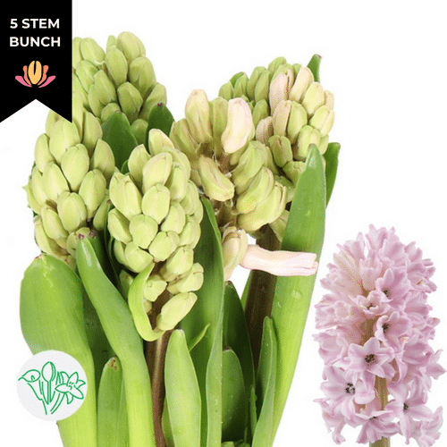49bb0885-a038-4091-8b18-e53374e98ee5.png Hyacinth Fondant holl pk - Image 1