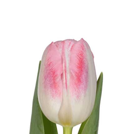 Tulip Donatello holl