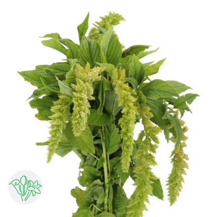 Amaranthus Caud Green Spider h
