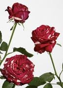 Ranuncula rose euflor 24"