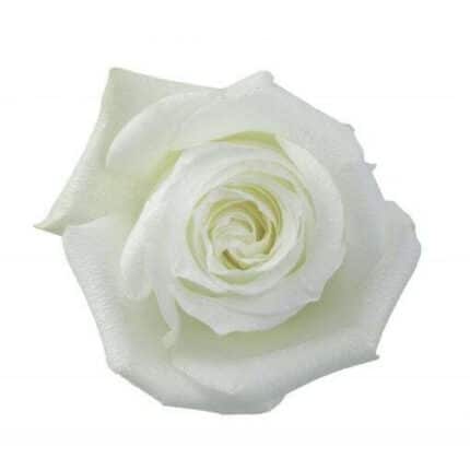 Rose Proud 40cm naranjo
