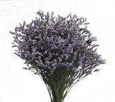Limonium Blue Stream rio