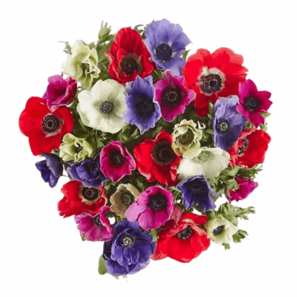 Anemone Mixed anton