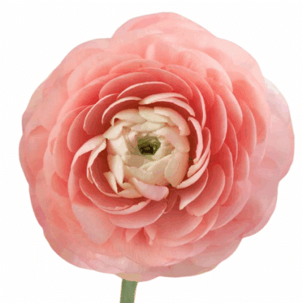 Ranunculus Pastela tessa