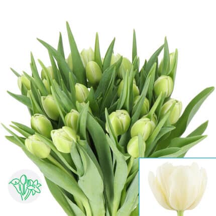 Tulip Dbl Avant Garde holl