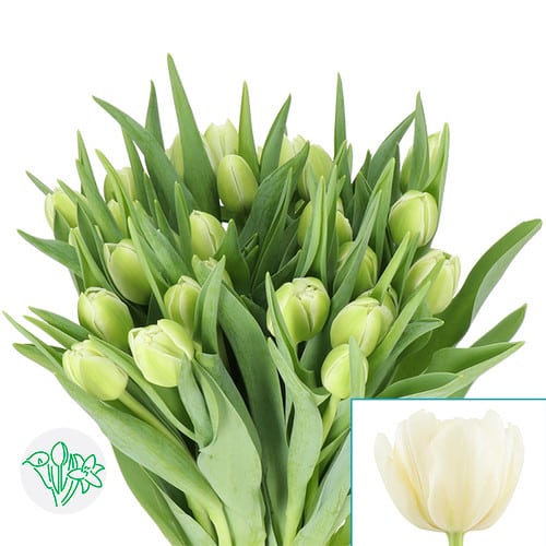 49e365e2-c4c5-44d5-b4ad-2ff185aefbac.jpg Tulip Dbl Avant Garde holl - Image 1
