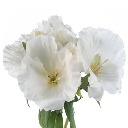 49ec78c0-f884-4479-8905-a367014893e6.jpg Godetia White esmeralda - Image 1