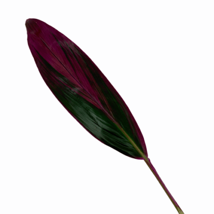 Leaves Ti Red