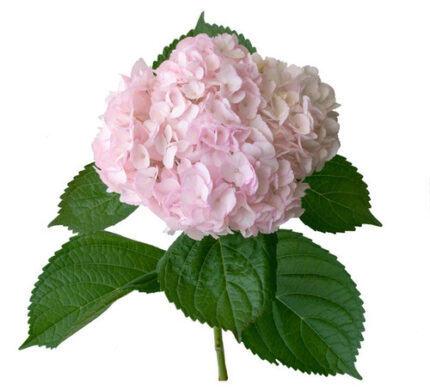 Hydrangea Mag Emerald LtPk holl st