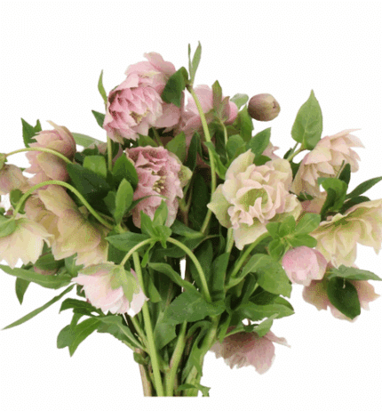Helleborus Dbl Ellen Pink holl
