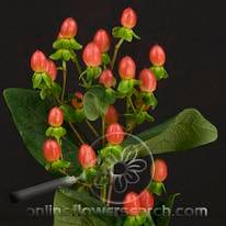 Hypericum Pinky Flair holl