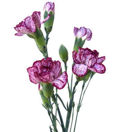CarnMini Alicia sole