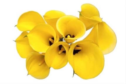 Calla Gold holl
