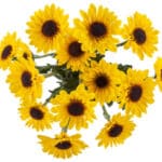 Pom Novelty Zippo bmark