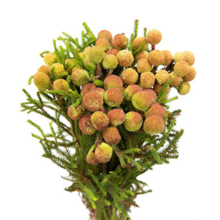 Berzilla Baubles holex