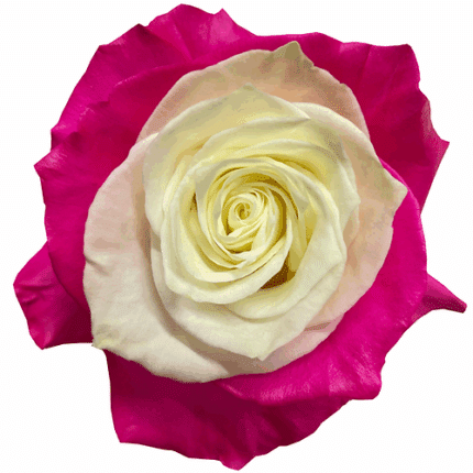 Rose Self Love 50cm florecal