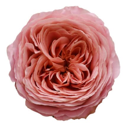 Rose Romantic Antike fresca 12 stem