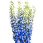 Delph Hybrid Blue 90cm rio - Image 2