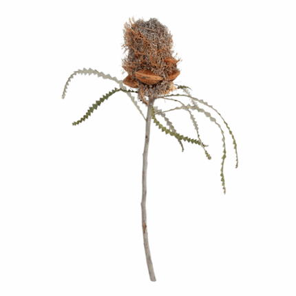 Banksia Speciosa Cones Hairy h