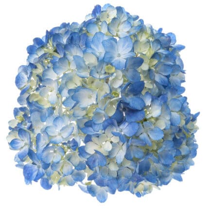 Hydrangea Blue premium(STEM)