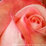 ROYAL blush  70 rfi(pk)