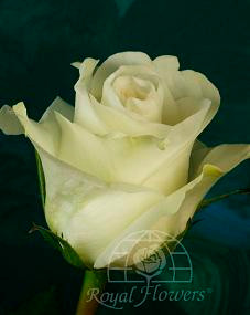 ABSOLUTE (white) 40 rfi
