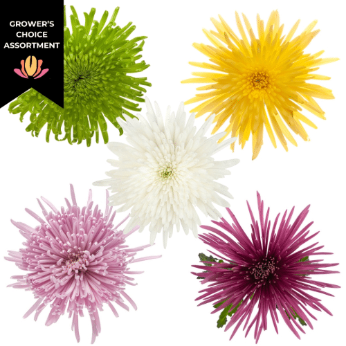 4acf135d-dfa6-4833-b00b-00384f5c201d.png Mum Delistar Asst(9cs)bmark - Image 1