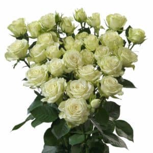 RoseSpray Tr Pop Eye holl(whit
