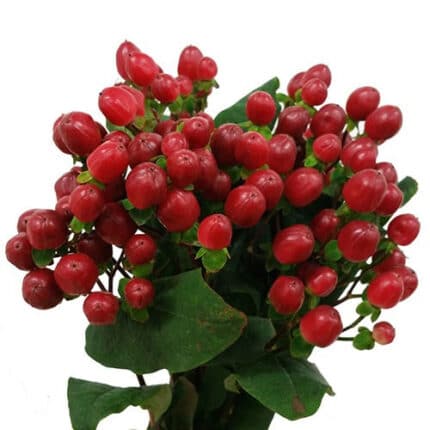 Hypericum Magical Triumph 60cm
