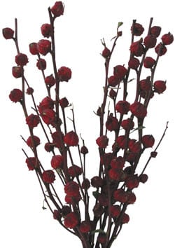 Hibiscus Pods mellano
