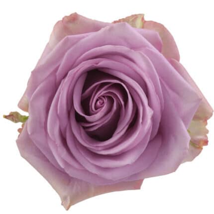 Rose Cool Water 40cm Florecal