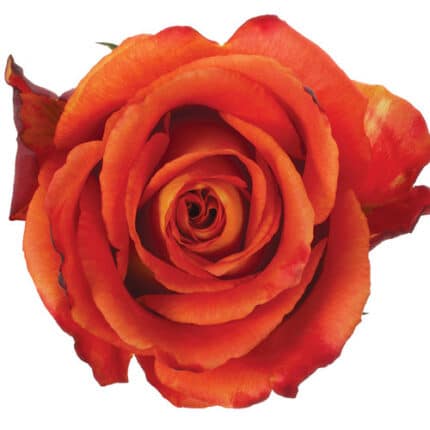Rose Chili(org) 70cm wely