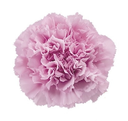 Carn. Sel. Lotus(12st)pearl me