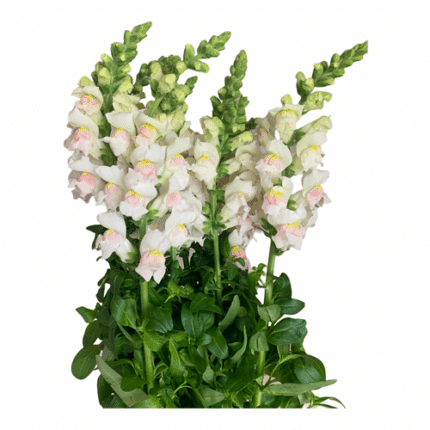 Snapdragons Apple hendricks