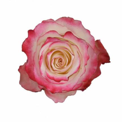 Rose Sweetness 60cm tessa