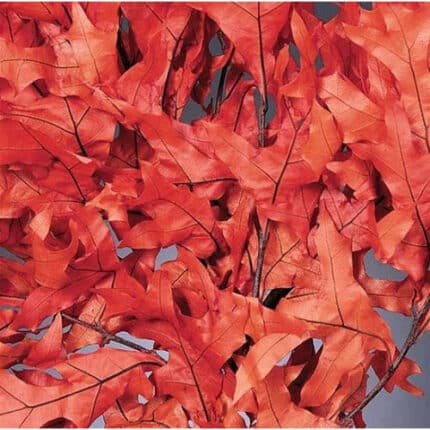 Leaves Persimmon Oak 8oz