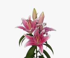Lily Piston o.b.
